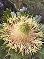 Banksia heliantha