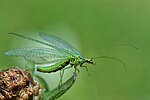 Chrysopa viridana