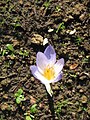 Crocus cancellatus close-up