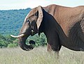 Elefant