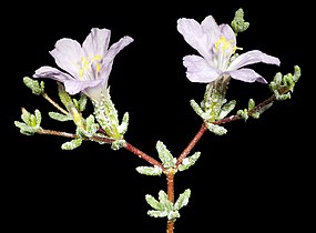 Frankenia pauciflora