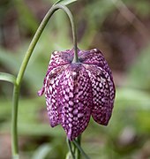 Schachblume (Fritillaria meleagris)