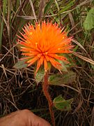 Gomphrena arborescens, Gomphrenoideae