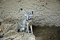 Kitfuchs (Vulpes macrotis)