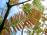 Metasequoia glyptostroboides