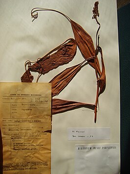 Nepenthes danseri