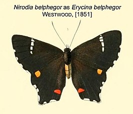 Nirodia belphegor