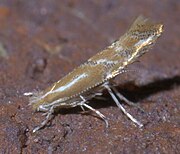 Lateral view (3.6 mm long)