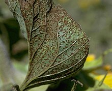 Leaf presenting symptoms