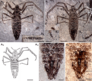 Saurophthirus (a fossilized flea)