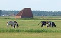 Schapenboet mit Kühen im Vordergrund 53° 1′ 52,1″ N, 4° 45′ 52,6″ O53.0311524.764622