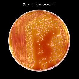 Serratia marcescens, egy tipikus faj XLD-agar táptalajon.