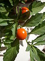 Solanum pseudocapsicum fruit