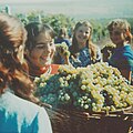 Grape harvest in the early 1970s