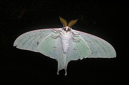 Actias artemis