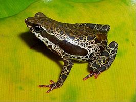 Atelopus spumarius