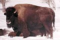 Bison di musim dingin dengan bulu yang tumbuh lebat