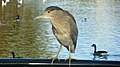 Black-crowned night heron, Lake Merritt, Oakland, California, 2015