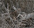 Rotluchs im Winter im Almaden-Quicksilver Park.