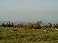 Brocken, Waldgrenze