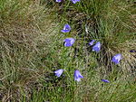 Campanula gelida