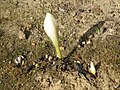 Colchicum speciosum 'Album' buds