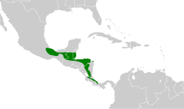 Azuurcotinga