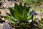 Agave bovicornuta in the San Francisco Botanical Garden