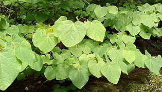 Disanthus cercidifolius