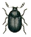 Dorcatoma dresdensis