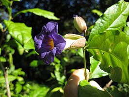 Thunbergia vogeliana