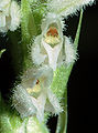 Goodyera repens