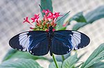 Heliconius cydno im Schmetterlinghaus