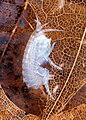 Hyalella azteca (Amphipoda: Dogielinotidae)