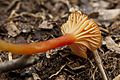 Hygrocybe cantharellus