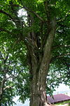 Sommerlinde (Tilia platyphyllos)