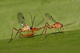 Ichneumonidae mating