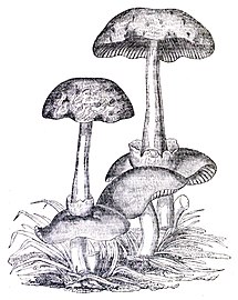 1829 illustration by J. L. Knapp