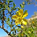 Larrea tridentata