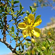 Larrea tridentata