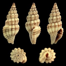 Lienardia grandiradula