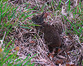 Marsh rabbit