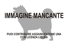 Immagine di Mondegodon eutrigonus mancante