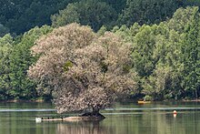 The European bird sanctuary and nature reserve Kühkopf Knoblochsaue