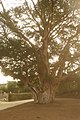 Der Baum, der vom zuständigen Verein zu einem Arbre remarquable erkoren wurde