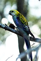 Pale-headed Rosella