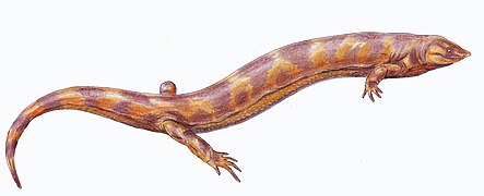 Pelodosotis, bir ostodolepid "microsaur grubundan" Lepospondyli