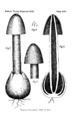 Line drawing of Ravenel's stinkhorn (Phallus ravenelii) from an 1882 issue of the Bulletin of the Torrey Botanical Club