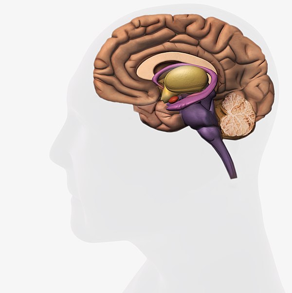 The diagram is titled Possible effects of nicotine on the developing human brain. The text states: The use of products containing nicotine in any form among youth, including the use of e-cigarettes, is unsafe. Brain development: Impairs brain development Reduced impulse control Deficits in attention Deficits in mood disorders Impedes growth of neurons Impedes growth of brain circuits Affects brain architecture Affects brain chemistry Affects brain neurobehavioral activity Cognitive development: Affects neurocognitive growth in children Affects cognitive development Associated with cognitive impairment Addiction: Adolescents can get addicted more easily than adults E-cigarettes can prime the adolescent brain for addiction to other drugs like cocaine. E-cigarettes can make other drugs such as cocaine and methamphetamine more pleasurable to a teen's developing brain. The final words states: The teen years are critical for brain development, which continues into young adulthood. Young people who use nicotine products in any form, including e-cigarettes, are uniquely at risk for long-lasting effects.