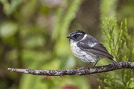 Réunion stonechat (Saxicola tectes) male